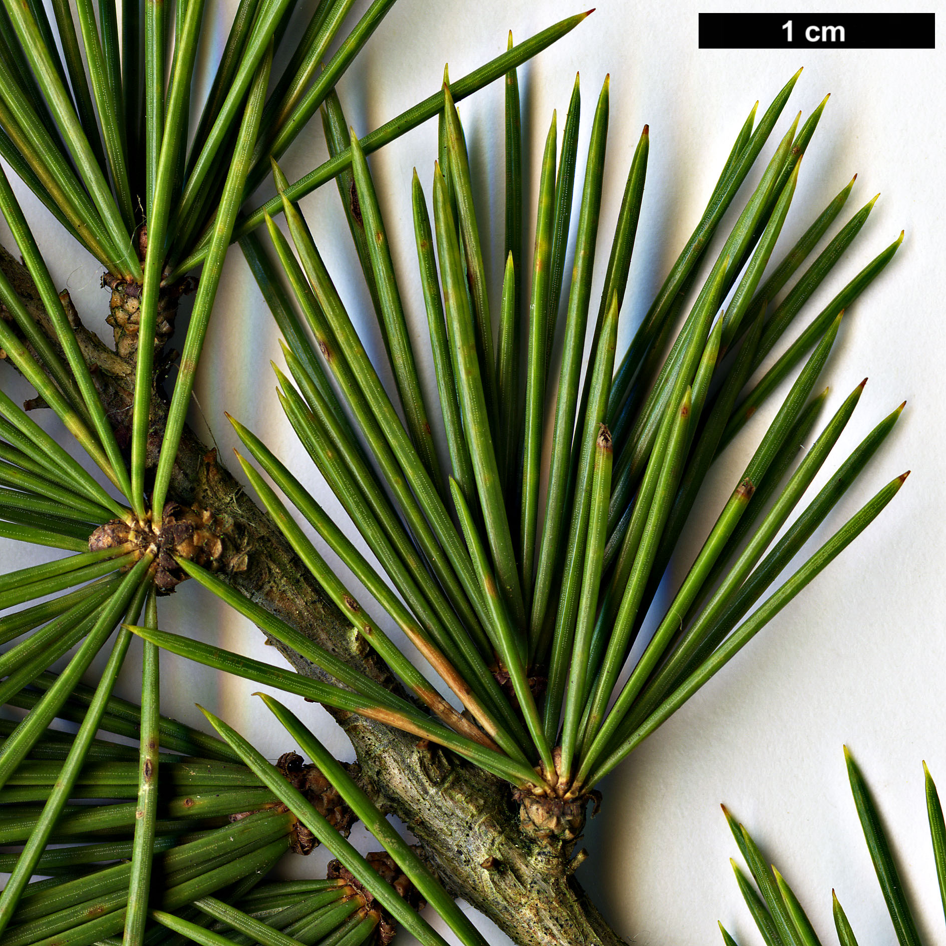 High resolution image: Family: Pinaceae - Genus: Cedrus - Taxon: libani - SpeciesSub: var. stenocoma